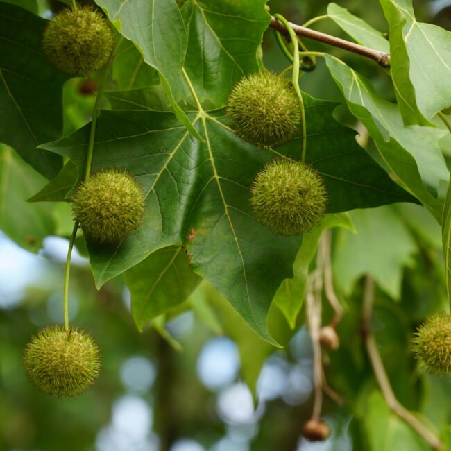 Een synthetisch molecuul dat amberachtige, houtachtige en minerale tonen biedt, wat zorgt voor een langdurige en moderne sensualiteit.