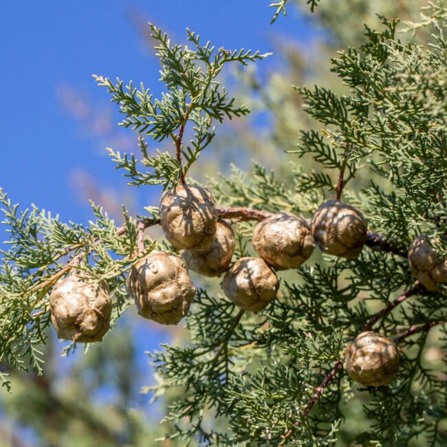 Geeft een droge, houtachtige en licht kruidige nuance, die de geur structuur en diepte verleent.