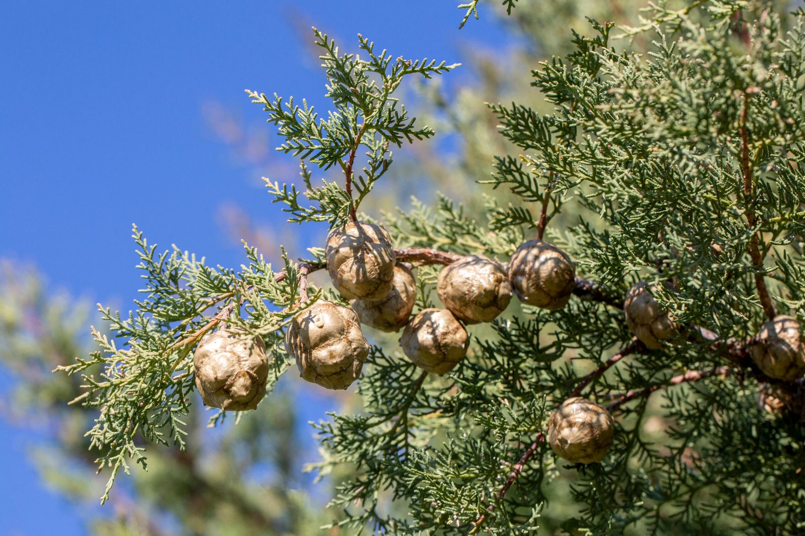 Geeft een droge, houtachtige en licht kruidige nuance, die de geur structuur en diepte verleent.