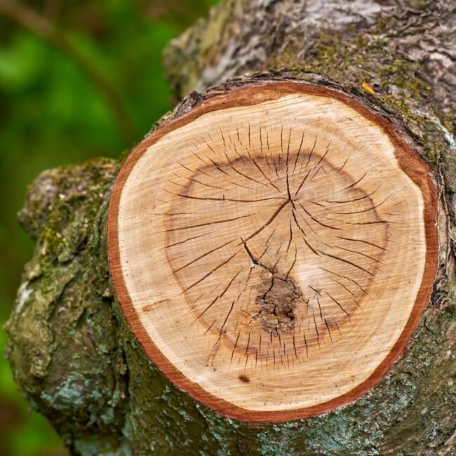 Warm en rokerig – de ruggengraat van kracht en elegantie.