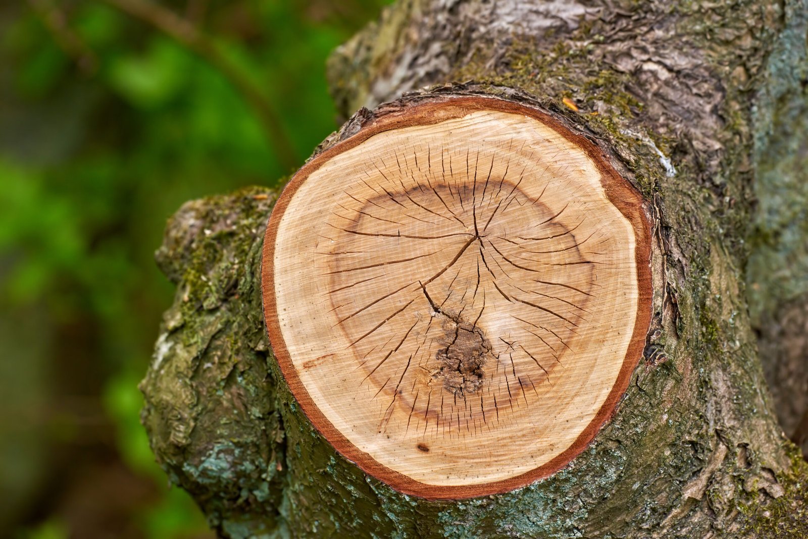 Warm en rokerig – de ruggengraat van kracht en elegantie.