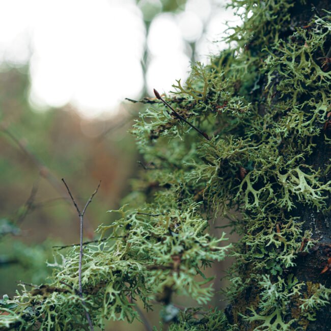 Levert een groene, aardse diepte.