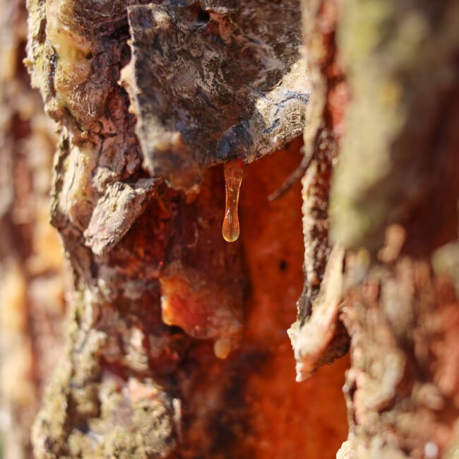 Een harsachtige noot die een warme, balsemachtige ondertoon toevoegt, waardoor de geur een langdurige en omhullende finish krijgt.