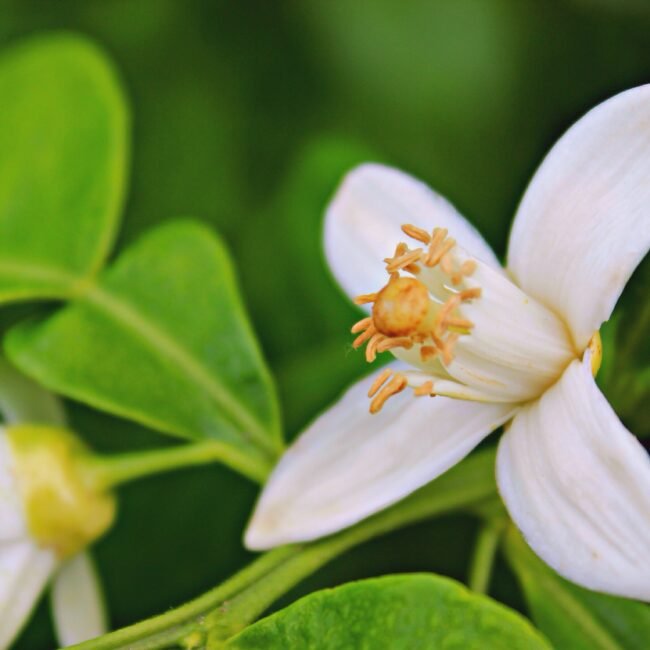Een rijke, bloemige noot met fruitige en dierlijke facetten, die de geur een sensuele opening geeft.
