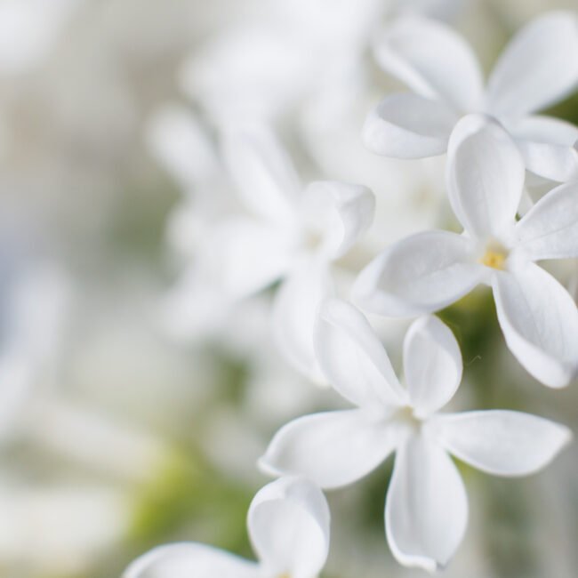 Brengt een bloemige, sensuele zachtheid.