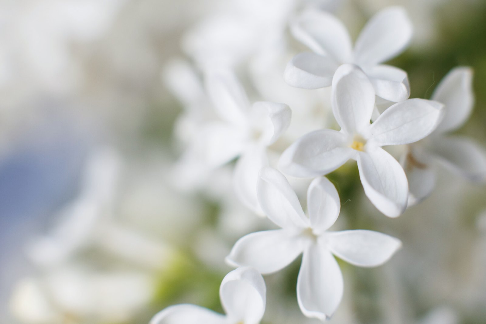 Brengt een bloemige, sensuele zachtheid.