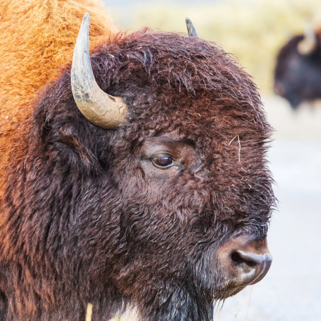 intense, verleidelijke en warme ondertonen