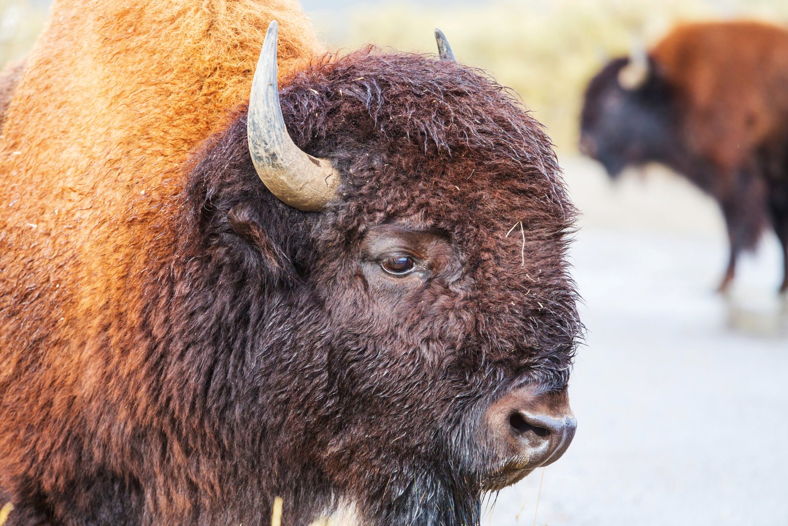 Voegt een zachte, dierlijke warmte toe.