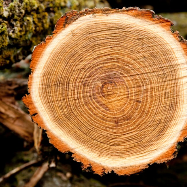 diepe, houtachtige en dierlijke geur