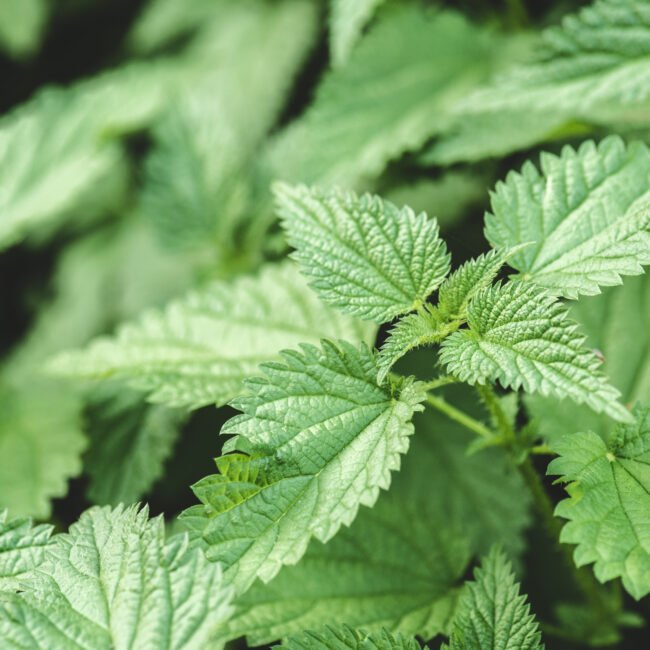 Voegt aardse, kruidige tonen toe.