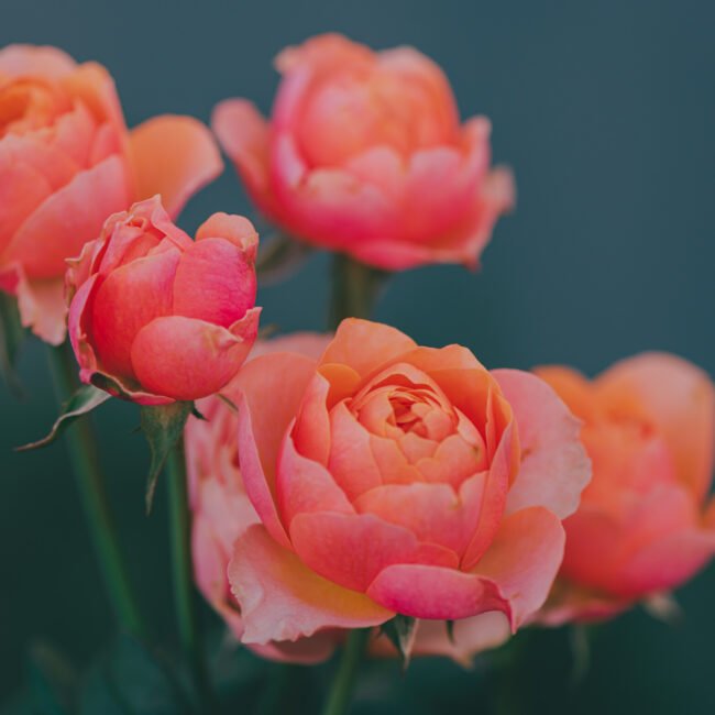 Geeft een klassieke, romantische bloemennoot.