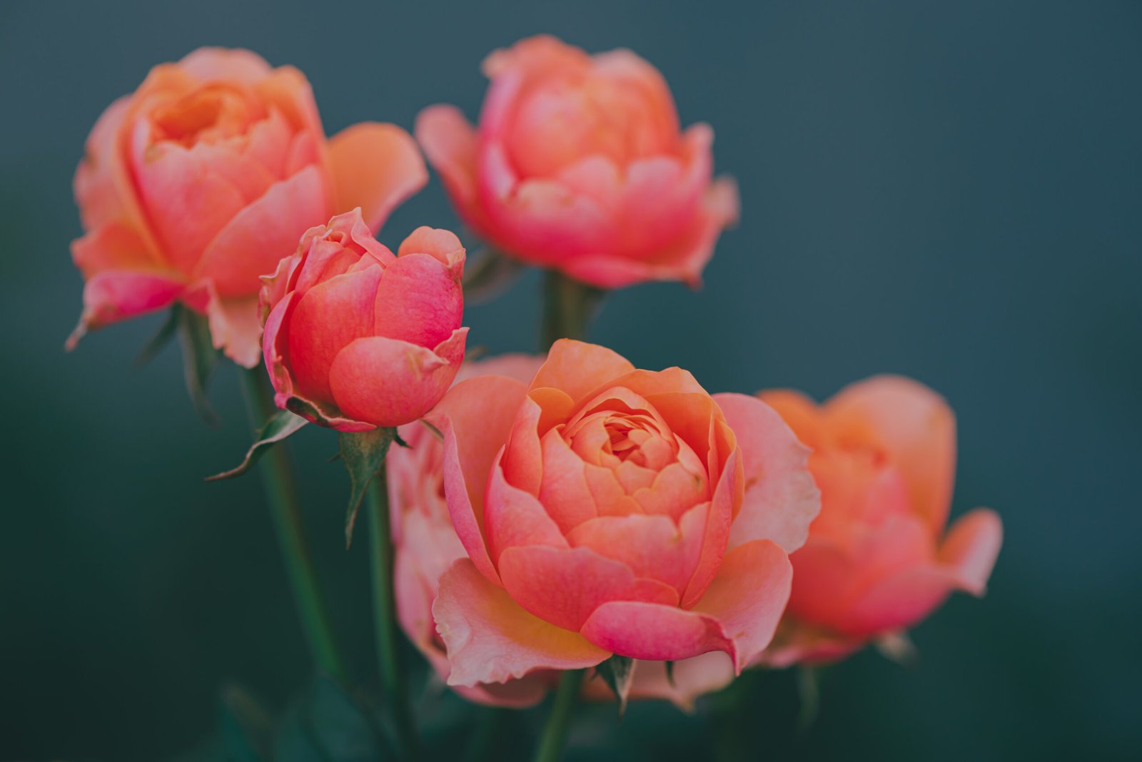 Geeft een klassieke, romantische bloemennoot.