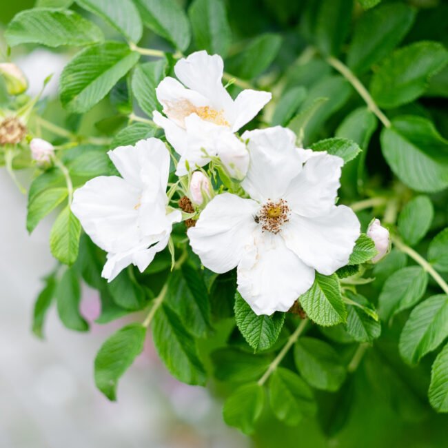 Een zachte, poederige noot die warmte en sensualiteit toevoegt.